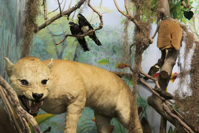 Museu de História Natural