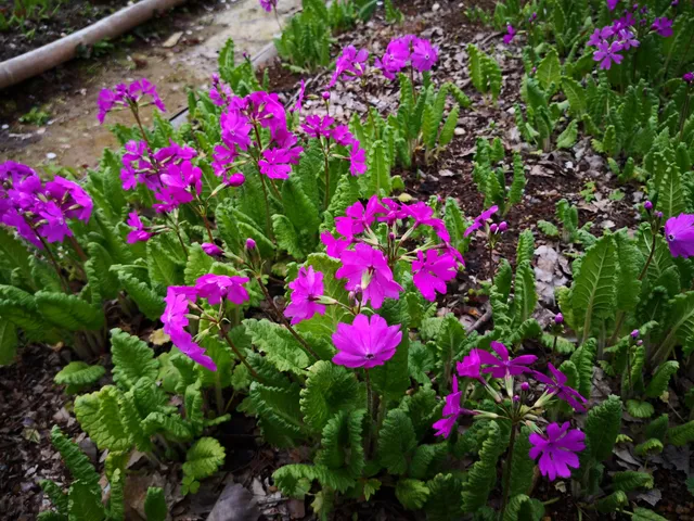 Ukima Primrose Cultivation Field