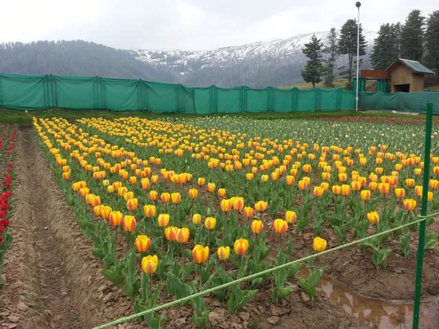Tulip Garden,Sanasar _jammu