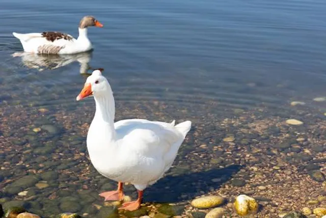 Parc et plage de la Bécassine