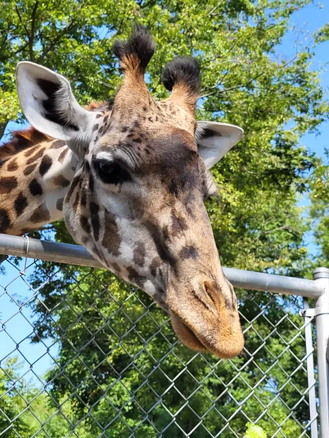 Nashville Zoo Giraffe House