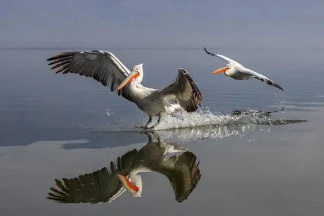 Kerkini Lake National Park