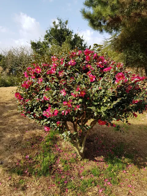 신례토종닭식당