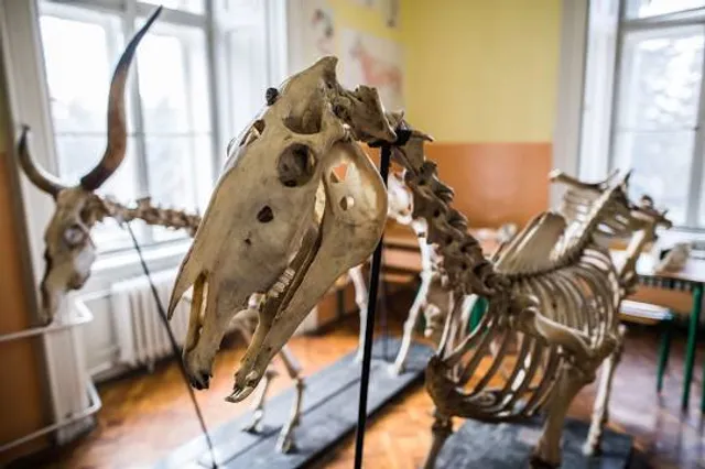 National Museum of Ireland - Natural History