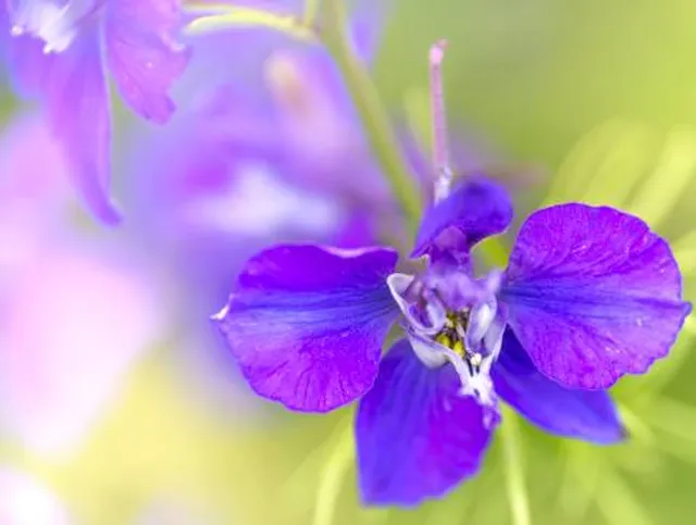 Flower Fields on The Wyke Manor Estate