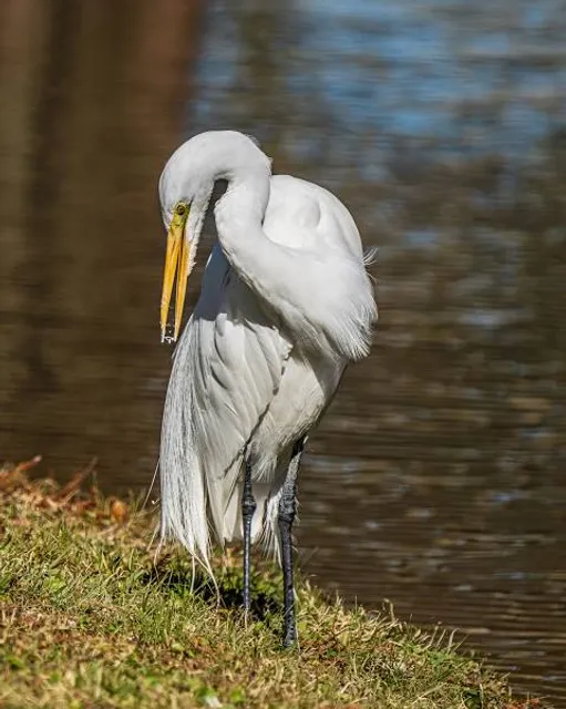 Mandolin Gardens Park