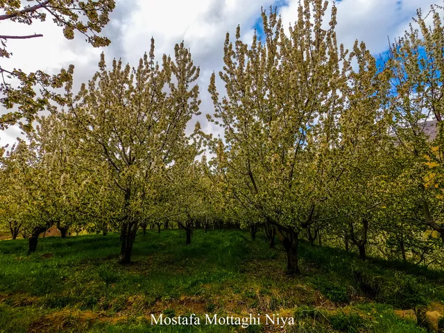 دهستان الموت بالا