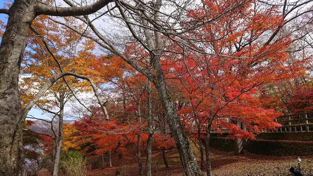 Yamanakakobungakunomori Park