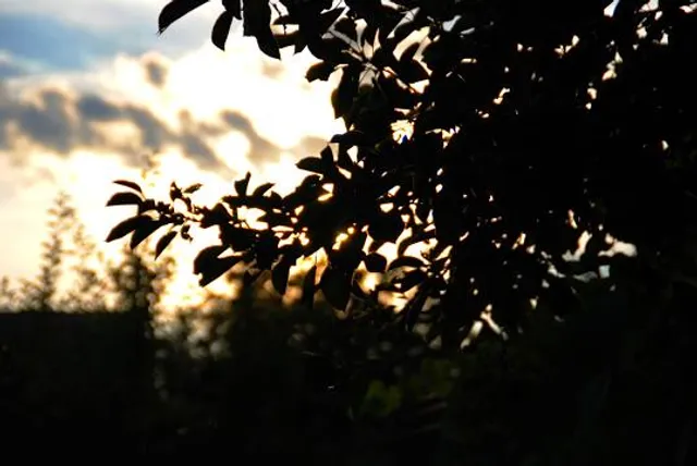 Raja Jaichandra Fort