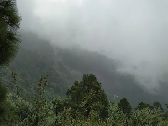 Timber Trail Kasauli