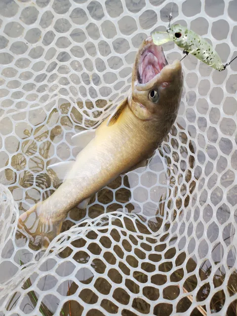 Gulliver Fishing Garden