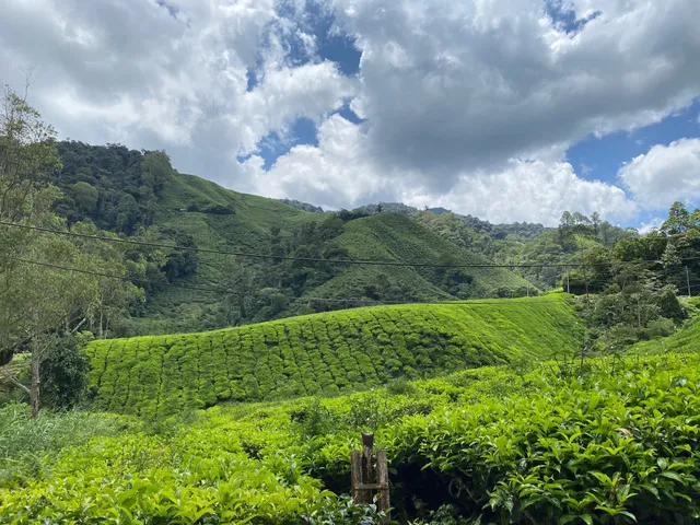 Boh Tea Estate Habu, Pahang.