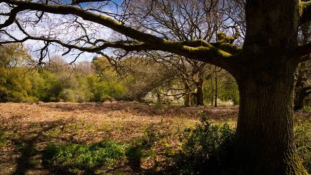 National Trust - Ashridge Estate