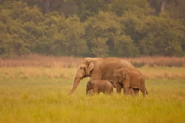 Corbett Tiger Reserve
