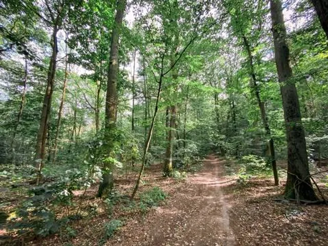 Lennebergwald