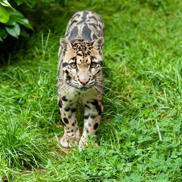 Clouded Leopard National Park, Tripura
