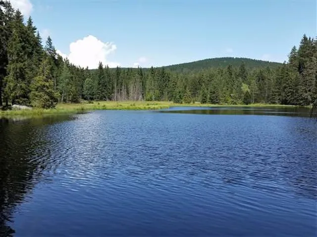 Naturwaldreservat Fichtelseemoor