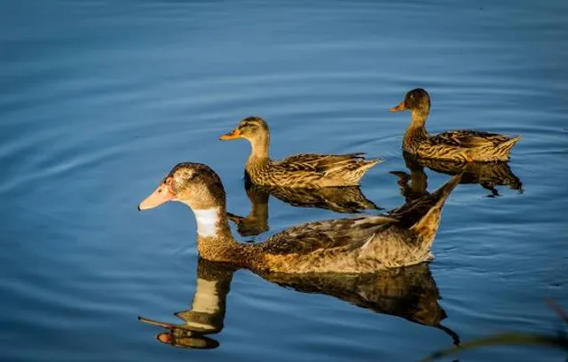 CdT Alqueria del Duc Gandia (CdT Gandia)