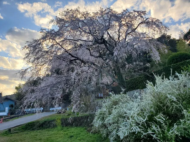 Weeping Cherry Tree of Kanbara