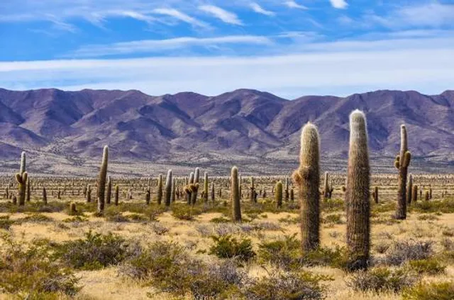 Parque Nacional los Cardones