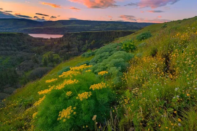 Tom McCall Preserve