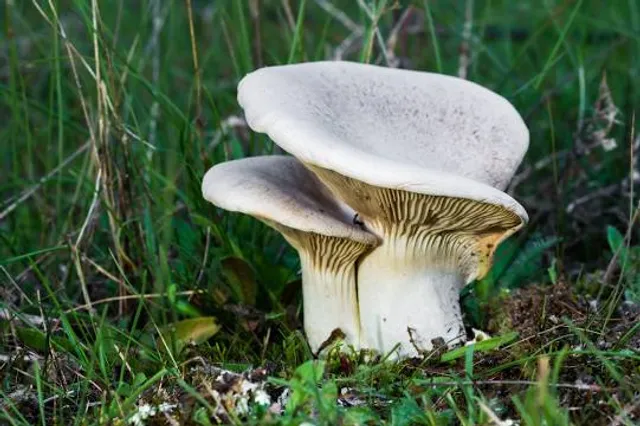 Shoalhaven Heads Native Botanic Garden