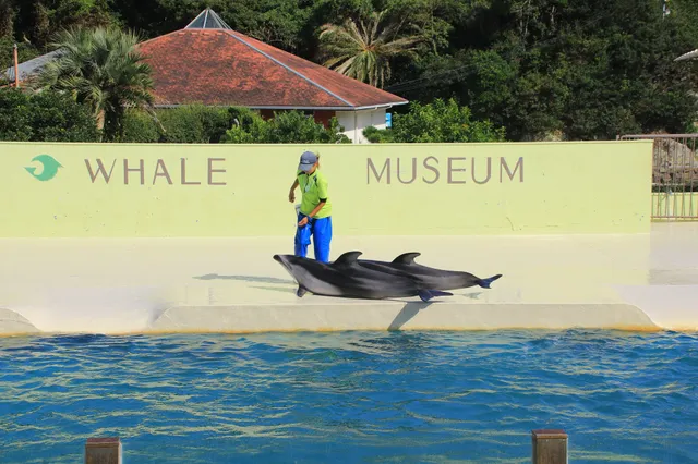 Dolphin show