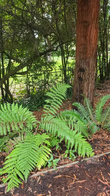 Golden Gate Park