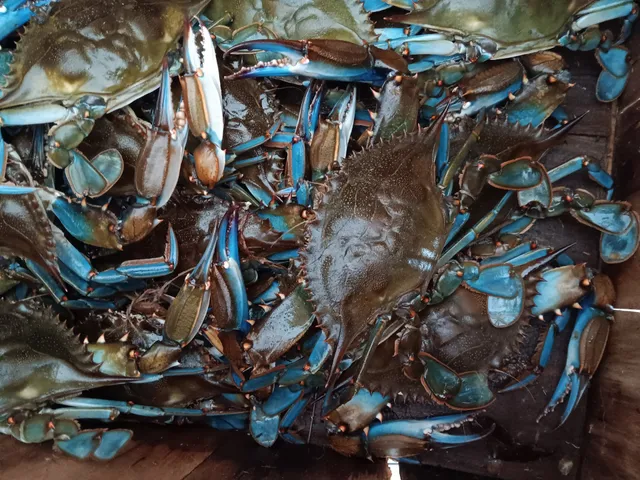 Florida's Fresh Seafood