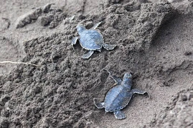 Urawatte Sea Turtle Hatchery