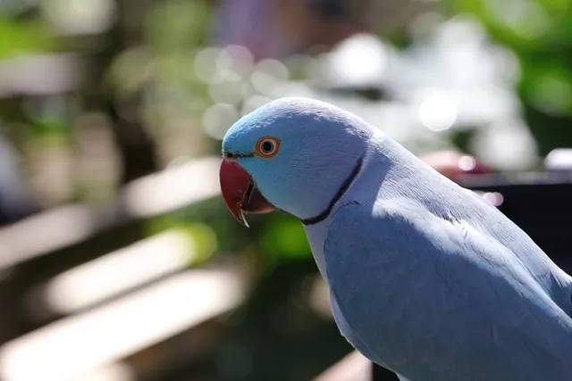 Parotte Ville Bird Park