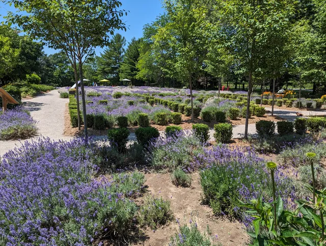 Sparta Lavender Farm