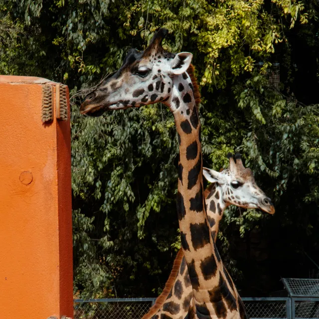 Córdoba Zoo Conservation Center