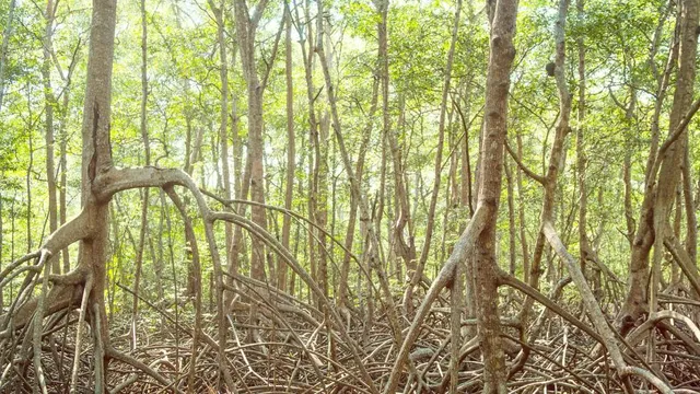 Curú Wildlife Refuge