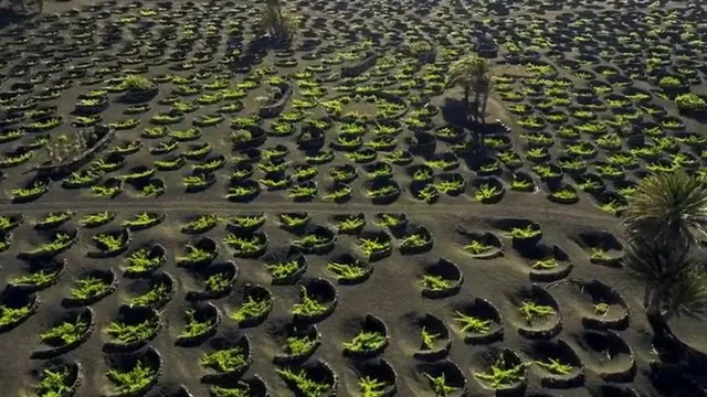 Bodegas Vega de Yuco