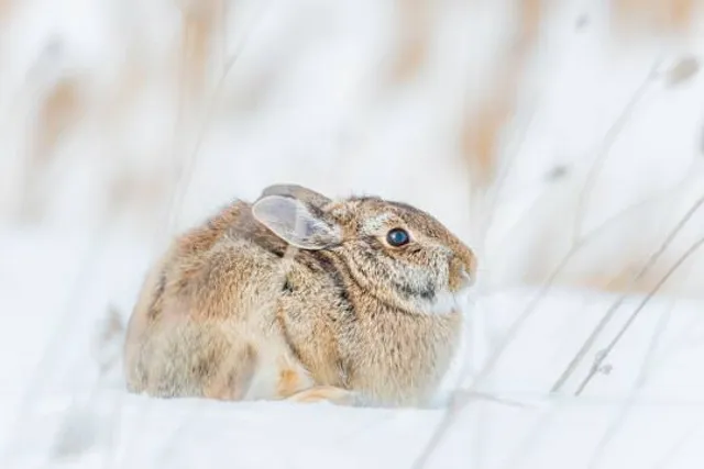 Reserve naturelle du Boisé-des-Douze - Entrée rue Cayouette