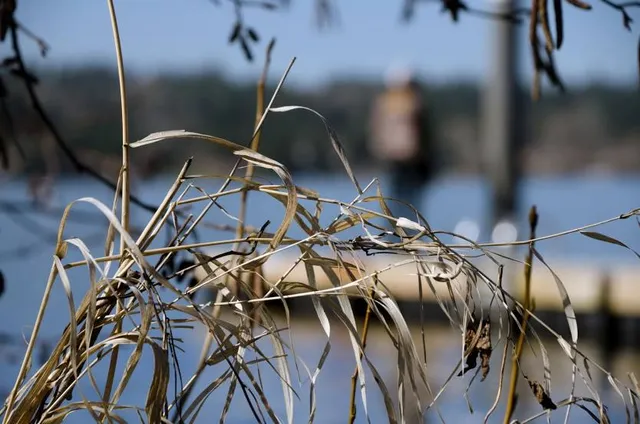 Sammamish Landing Park