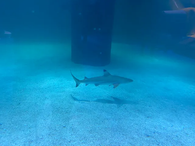 Blue Zoo Aquarium Rogers