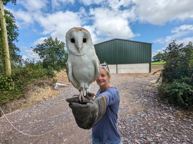 North Devon Hawk Walks