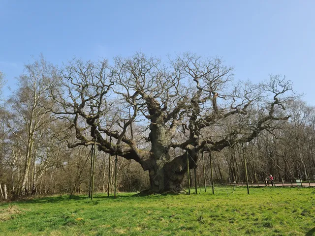 The Major Oak