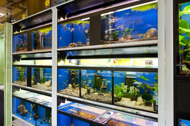 aquariums Ante