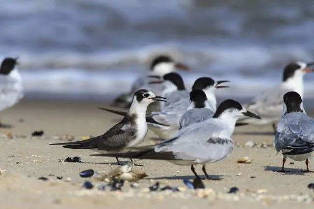 Fisherman's Cove Conservation Area