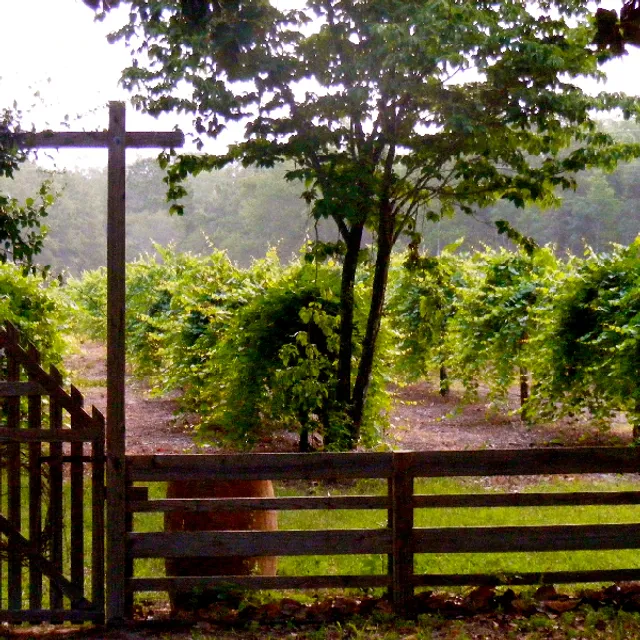 Watermelon Creek Vineyard