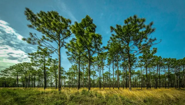 Holly Shelter Game Land