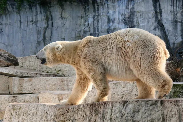 Polar Bear Enclosure