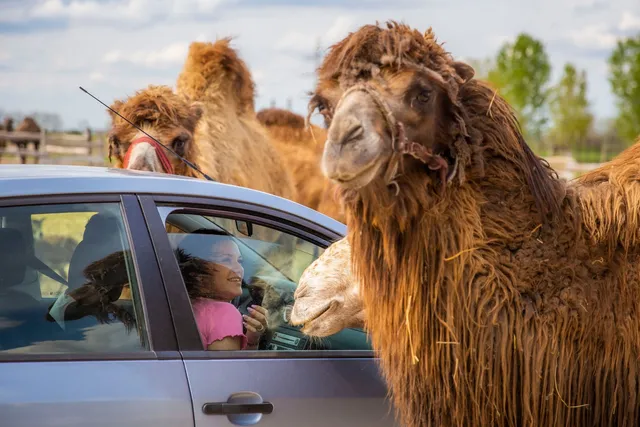 Mezőkovácsházai járás