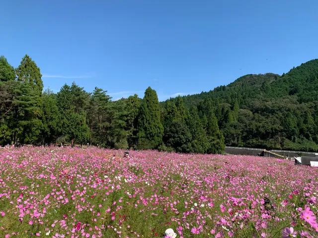 Toyono Cosmos-no-sato