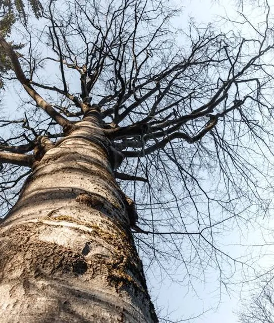 gmina Jerzmanowice-Przeginia