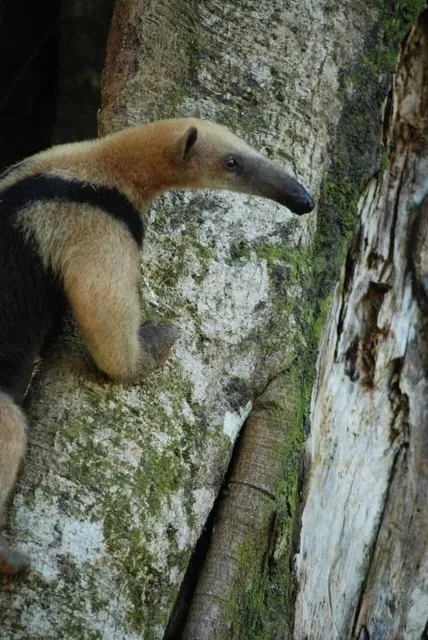 Zoologico Cafam Melgar