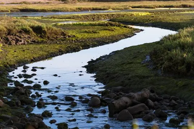Carpinteria Salt Marsh Reserve